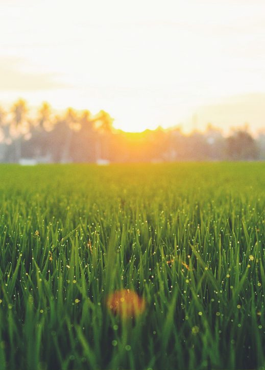 Full Park Image Sun Grass